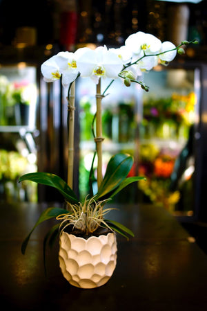 DOUBLE WHITE ORCHID
